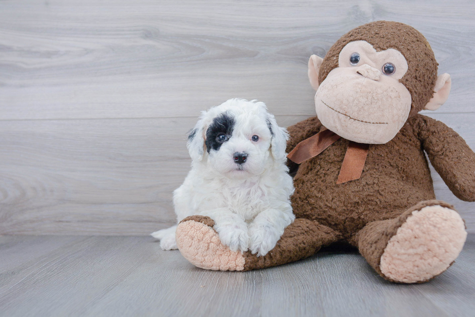 Fluffy Mini Goldendoodle Poodle Mix Pup