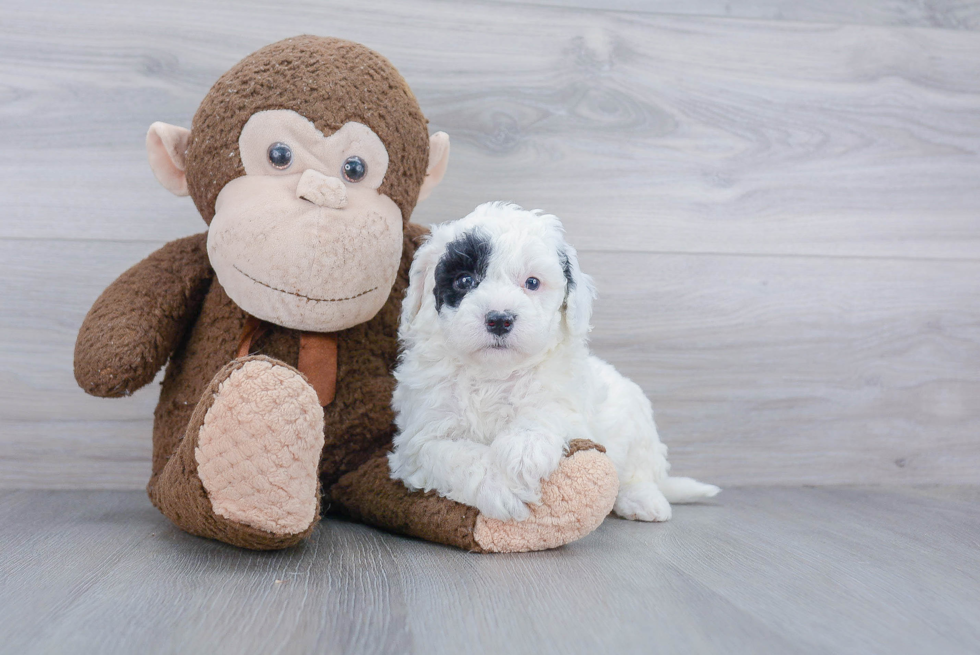 Mini Goldendoodle Pup Being Cute