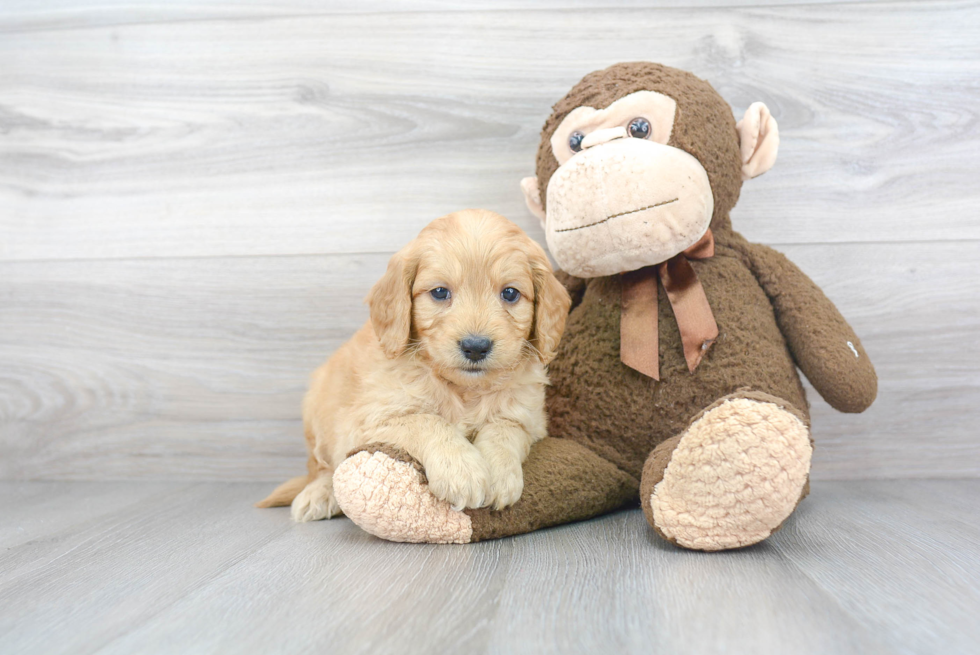 Energetic Golden Retriever Poodle Mix Puppy