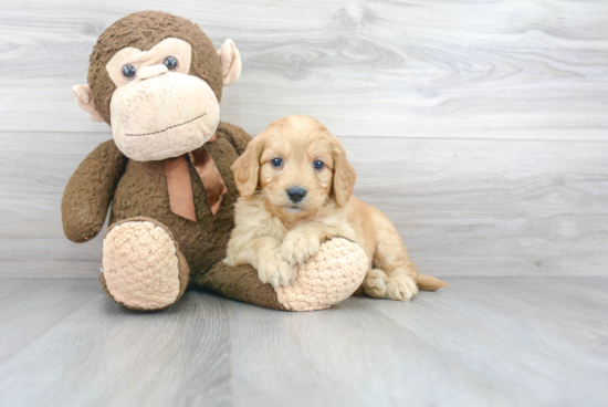 Mini Goldendoodle Pup Being Cute