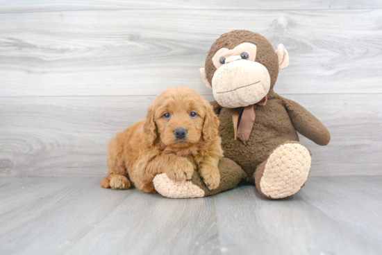 Best Mini Goldendoodle Baby