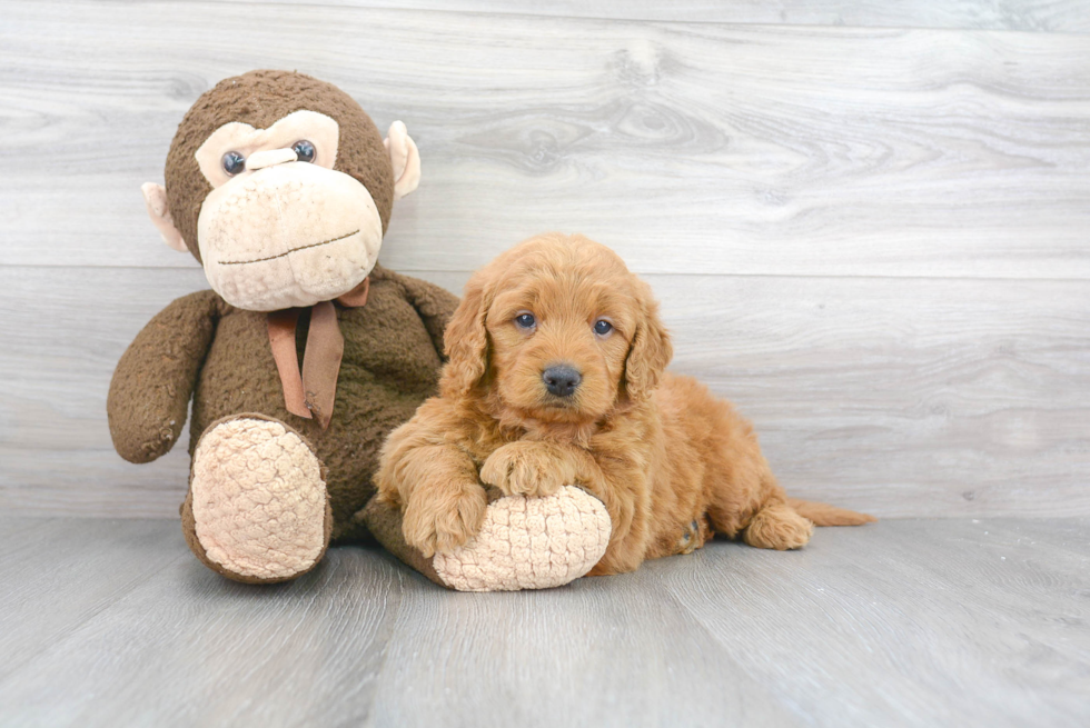 Mini Goldendoodle Puppy for Adoption