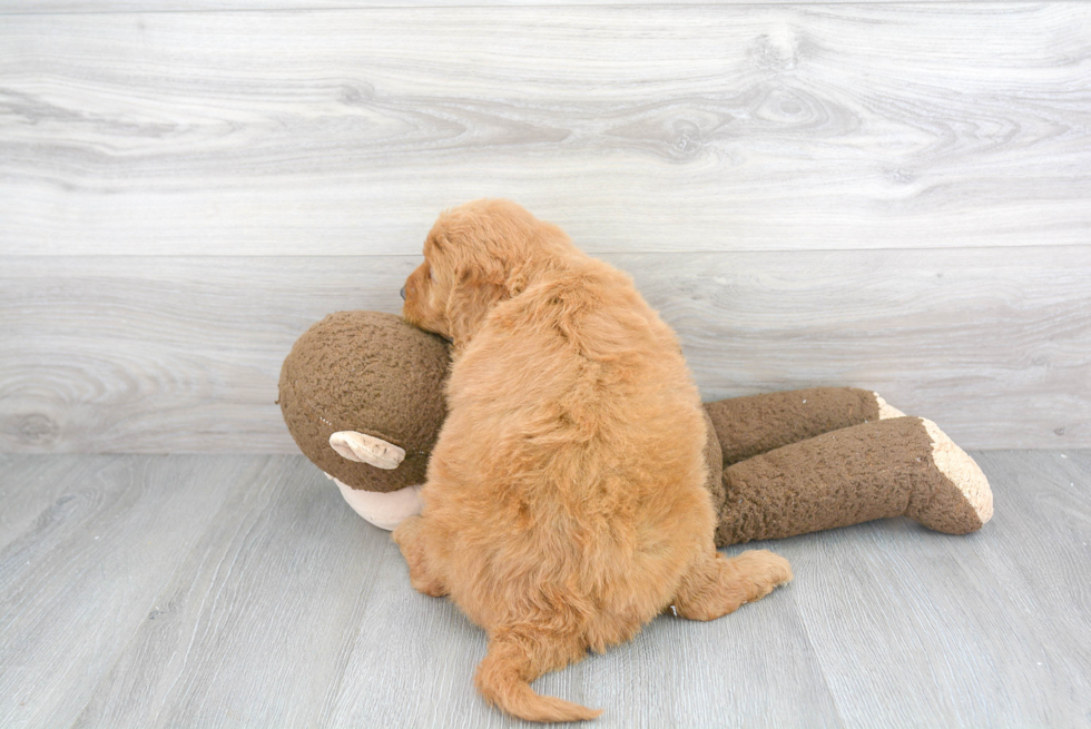 Small Mini Goldendoodle Baby