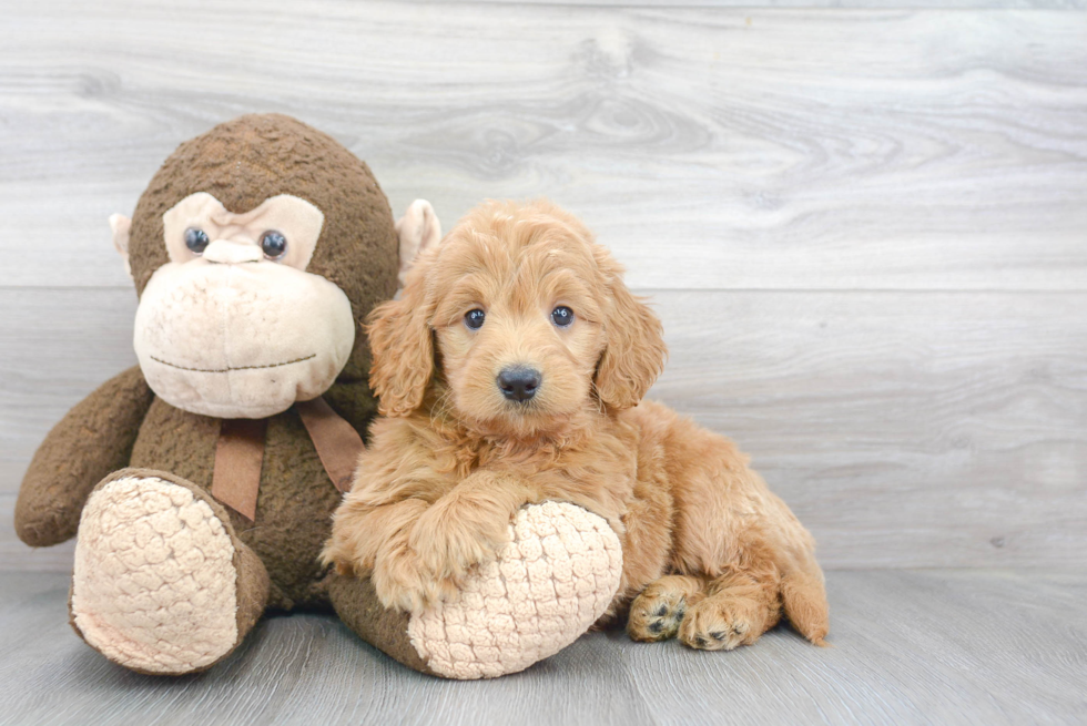 Smart Mini Goldendoodle Poodle Mix Pup