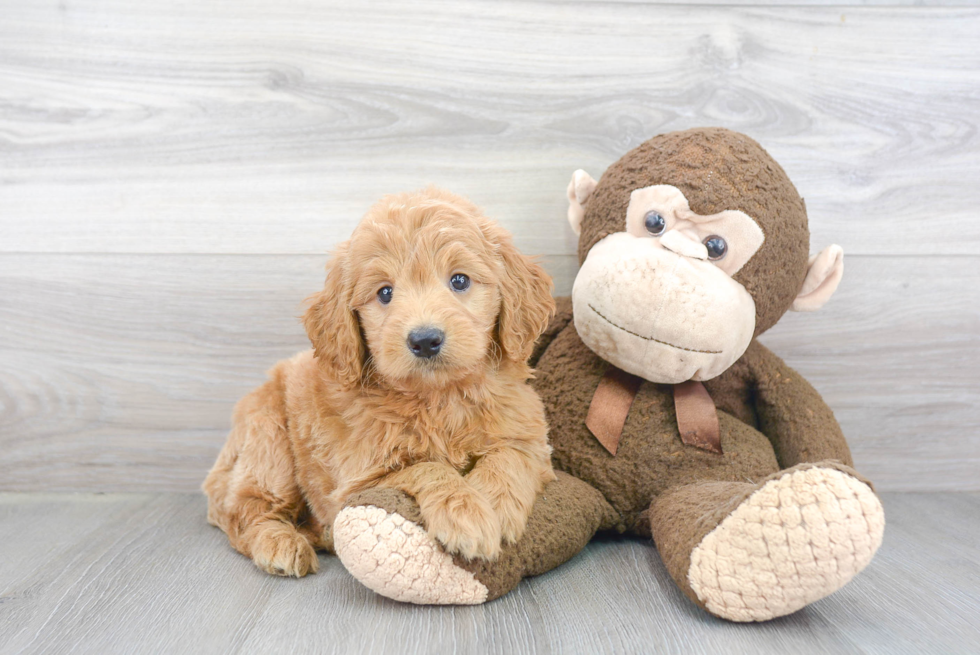 Mini Goldendoodle Puppy for Adoption