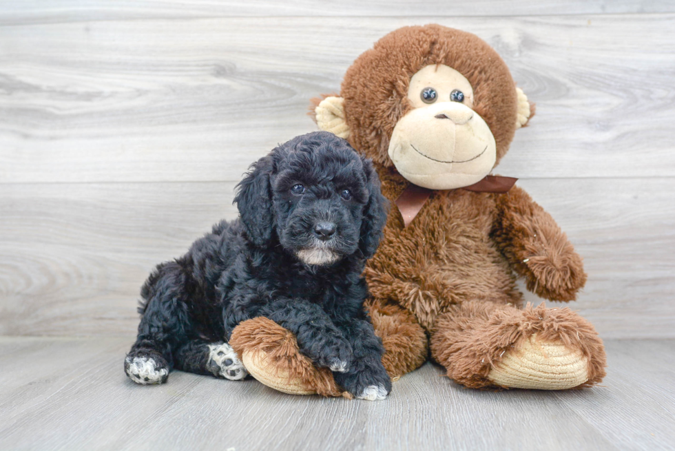 Best Mini Goldendoodle Baby