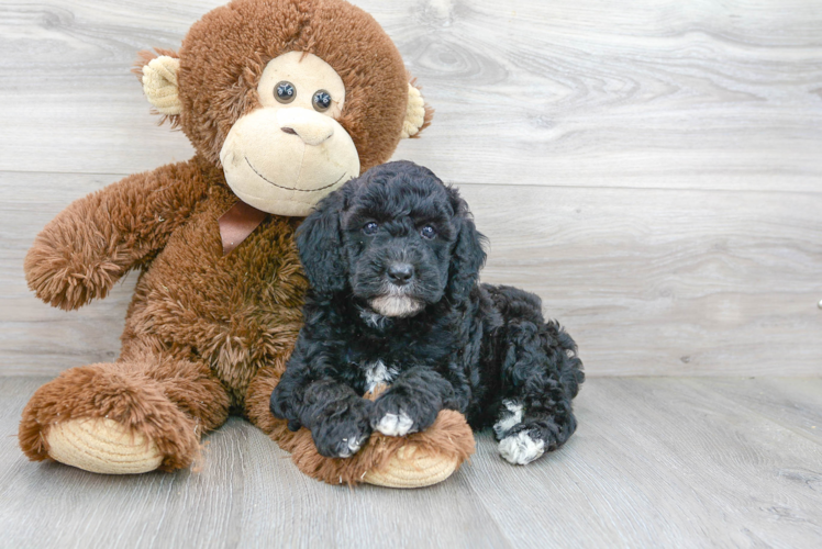 Mini Goldendoodle Puppy for Adoption