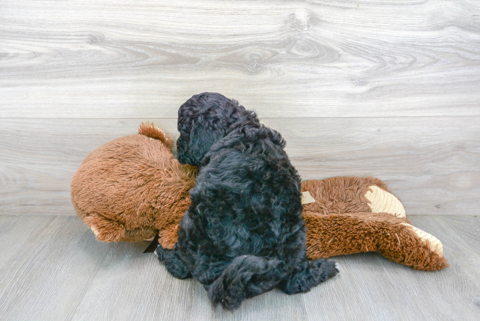 Little Golden Retriever Poodle Mix Puppy