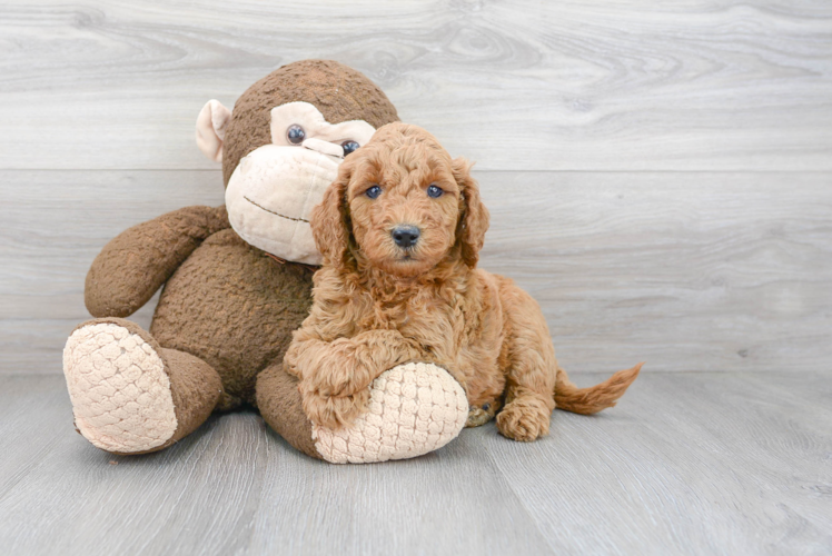 Fluffy Mini Goldendoodle Poodle Mix Pup