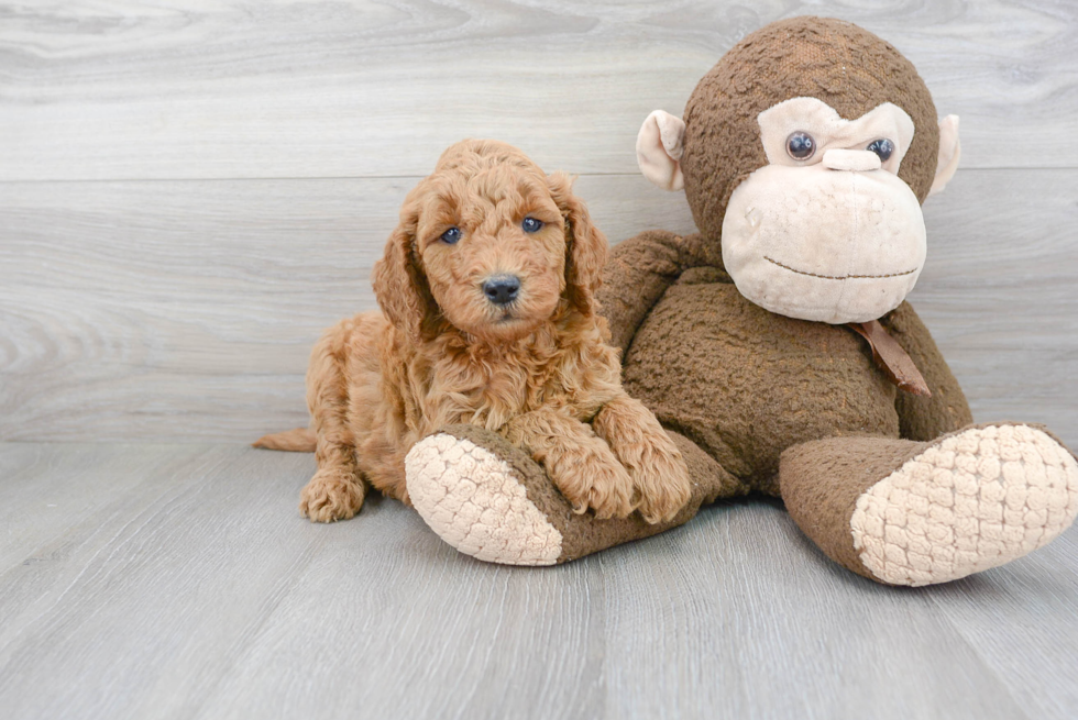 Little Golden Retriever Poodle Mix Puppy