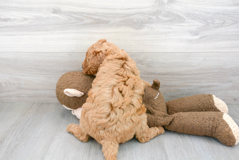 Sweet Mini Goldendoodle Baby