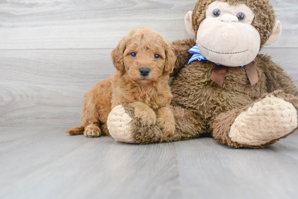 Funny Mini Goldendoodle Poodle Mix Pup