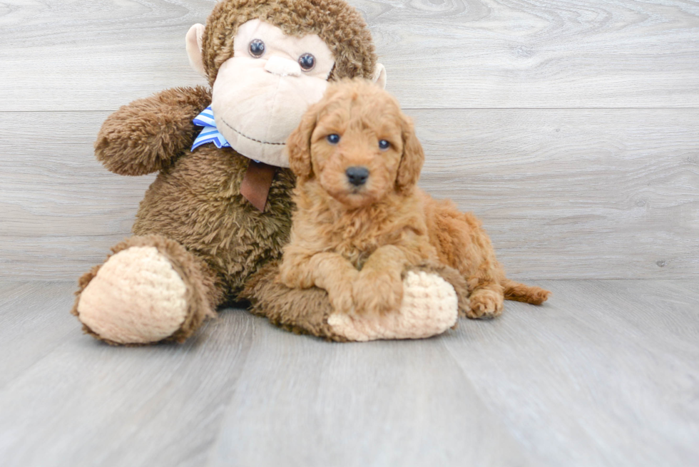 Popular Mini Goldendoodle Poodle Mix Pup