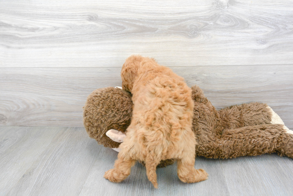 Fluffy Mini Goldendoodle Poodle Mix Pup