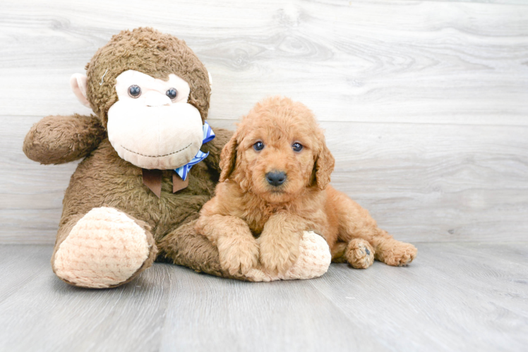 Mini Goldendoodle Puppy for Adoption