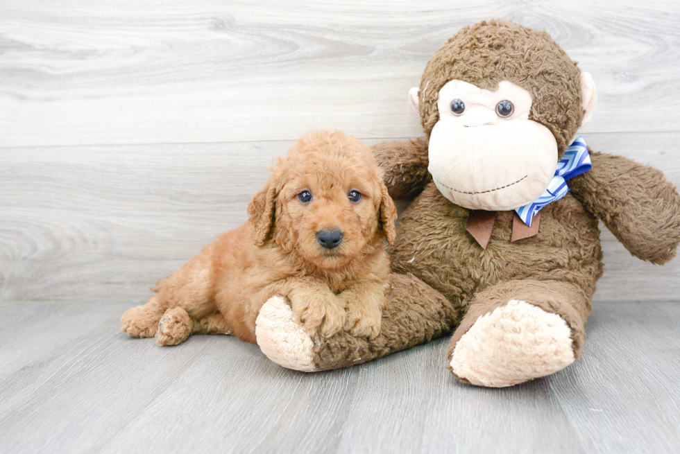 Mini Goldendoodle Pup Being Cute