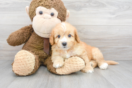 Little Golden Retriever Poodle Mix Puppy