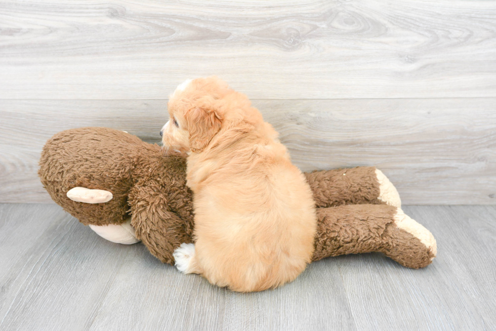 Fluffy Mini Goldendoodle Poodle Mix Pup