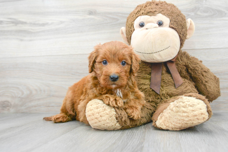 Mini Goldendoodle Pup Being Cute