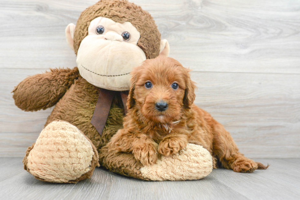 Happy Mini Goldendoodle Baby