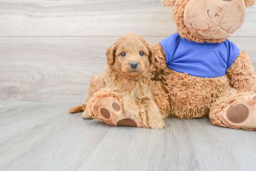 Happy Mini Goldendoodle Baby