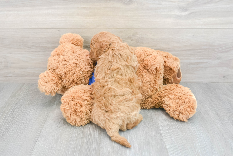 Mini Goldendoodle Pup Being Cute