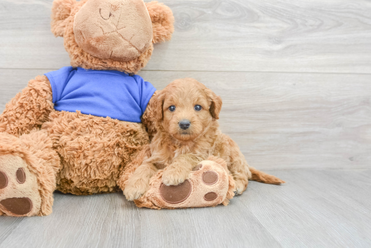 Mini Goldendoodle Pup Being Cute