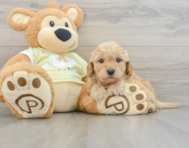 8 week old Mini Goldendoodle Puppy For Sale - Premier Pups