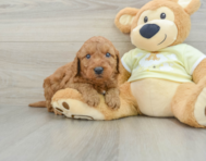 7 week old Mini Goldendoodle Puppy For Sale - Premier Pups