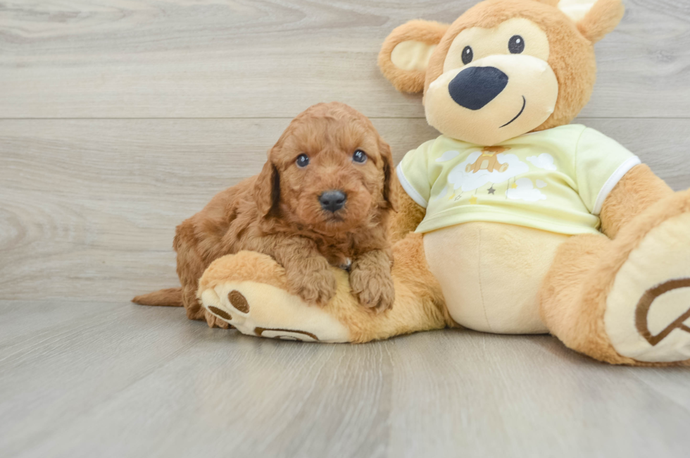 6 week old Mini Goldendoodle Puppy For Sale - Premier Pups