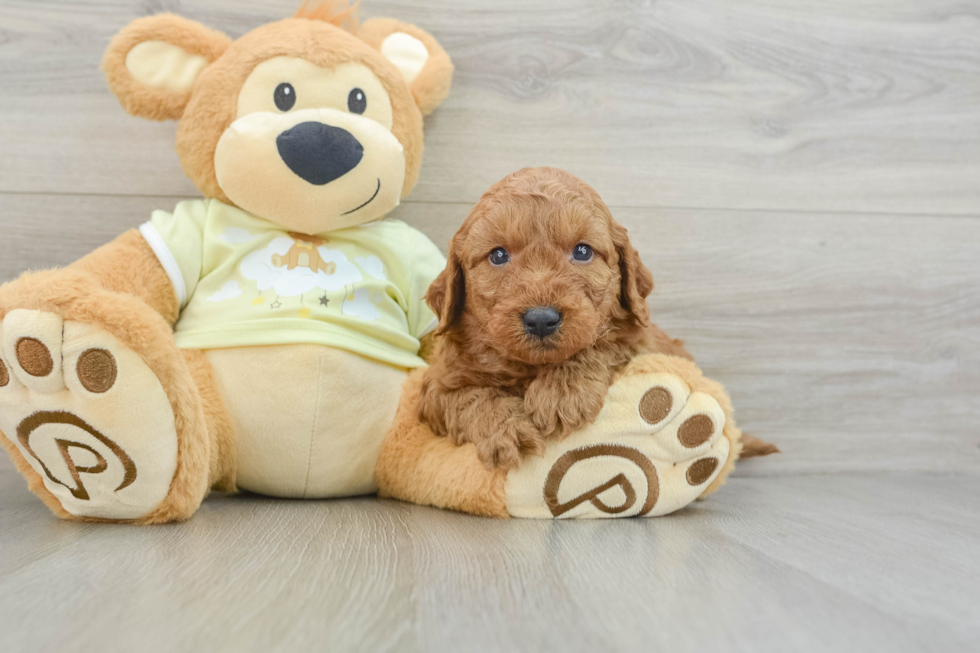 Friendly Mini Goldendoodle Baby