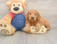 5 week old Mini Goldendoodle Puppy For Sale - Premier Pups