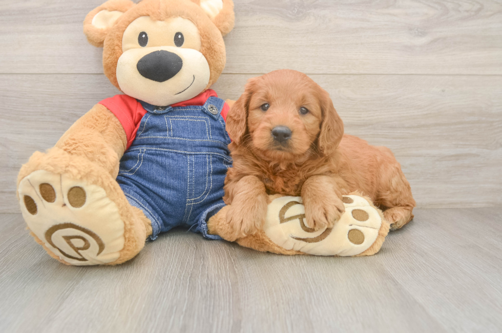 5 week old Mini Goldendoodle Puppy For Sale - Premier Pups