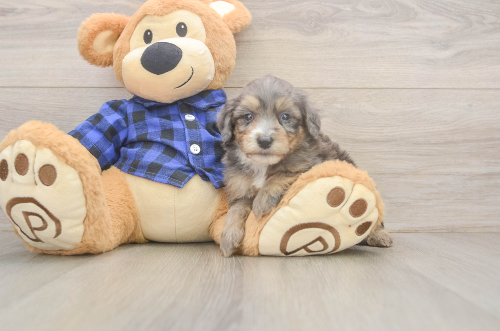 5 week old Mini Goldendoodle Puppy For Sale - Premier Pups