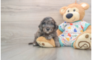 Best Mini Goldendoodle Baby