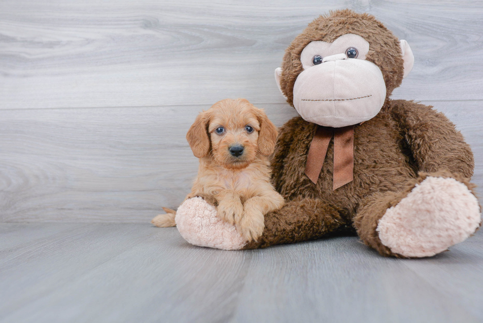 Best Mini Goldendoodle Baby