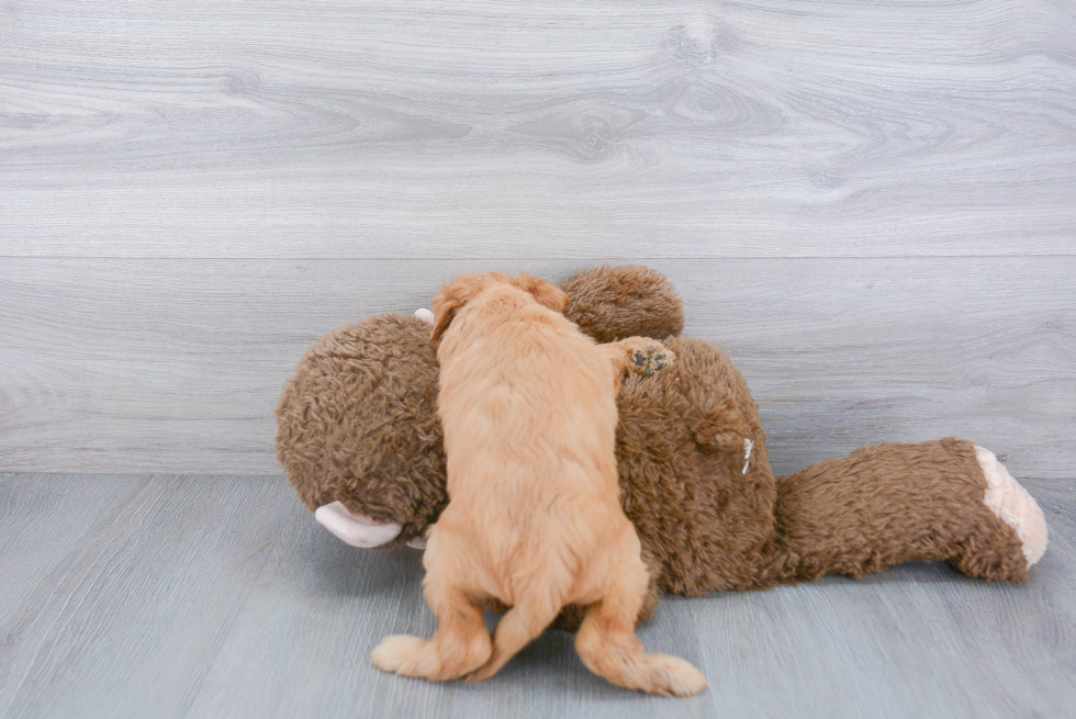 Mini Goldendoodle Pup Being Cute