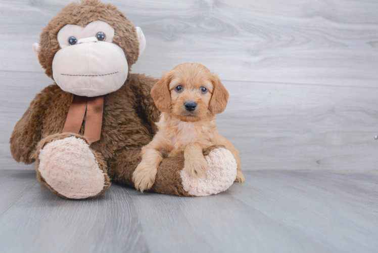 Mini Goldendoodle Puppy for Adoption