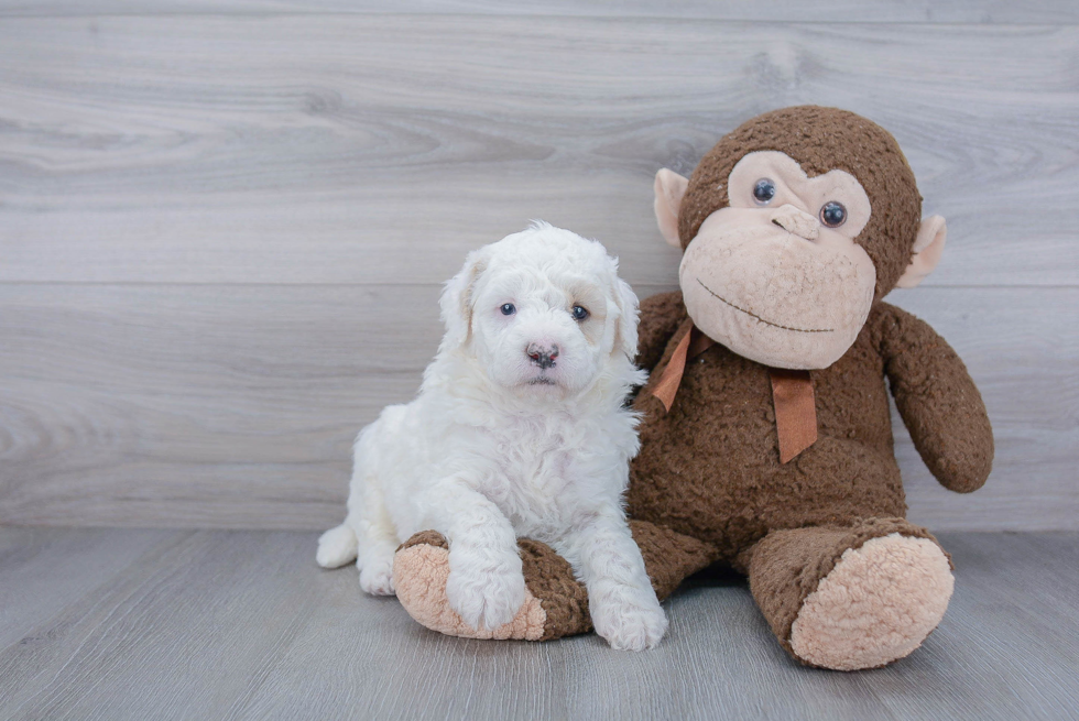 Best Mini Goldendoodle Baby