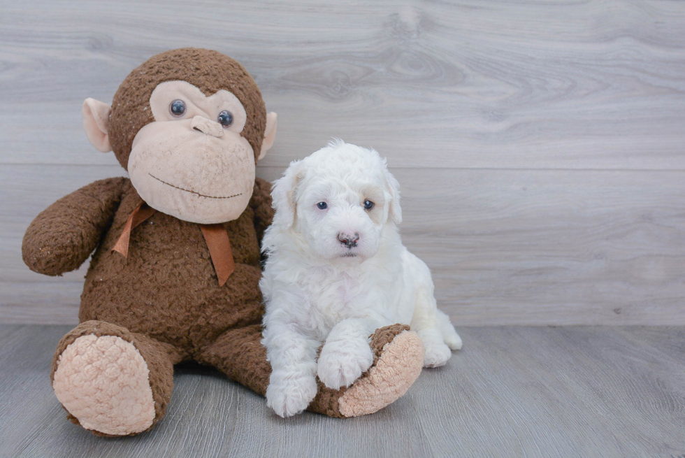 Cute Mini Goldendoodle Baby