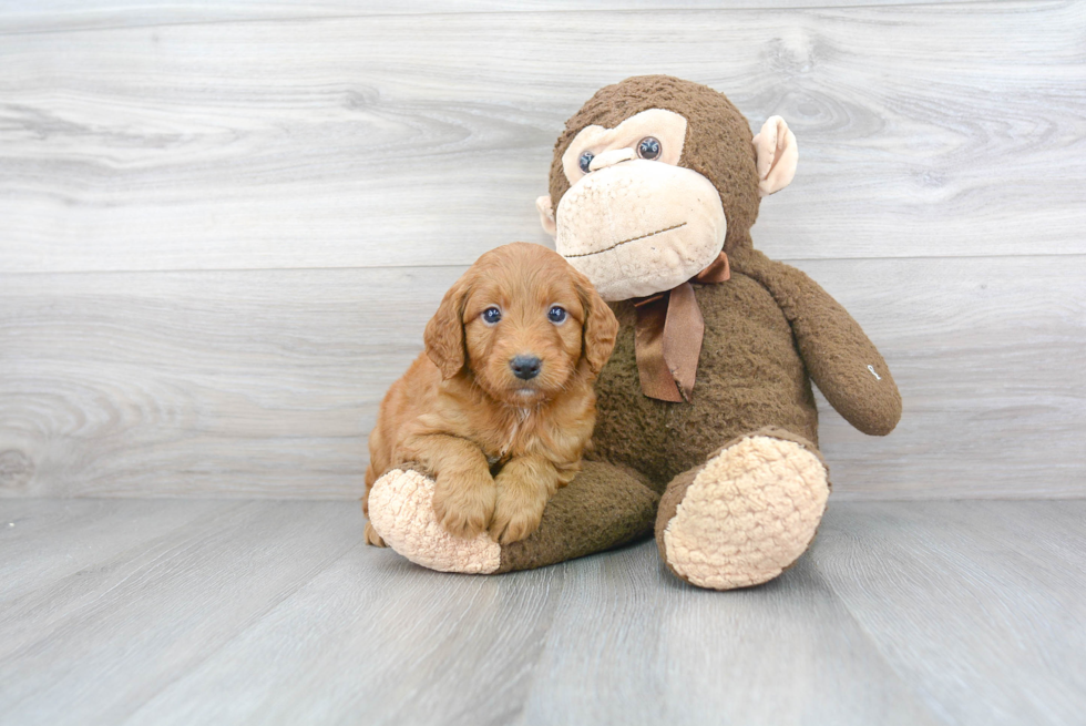 Best Mini Goldendoodle Baby