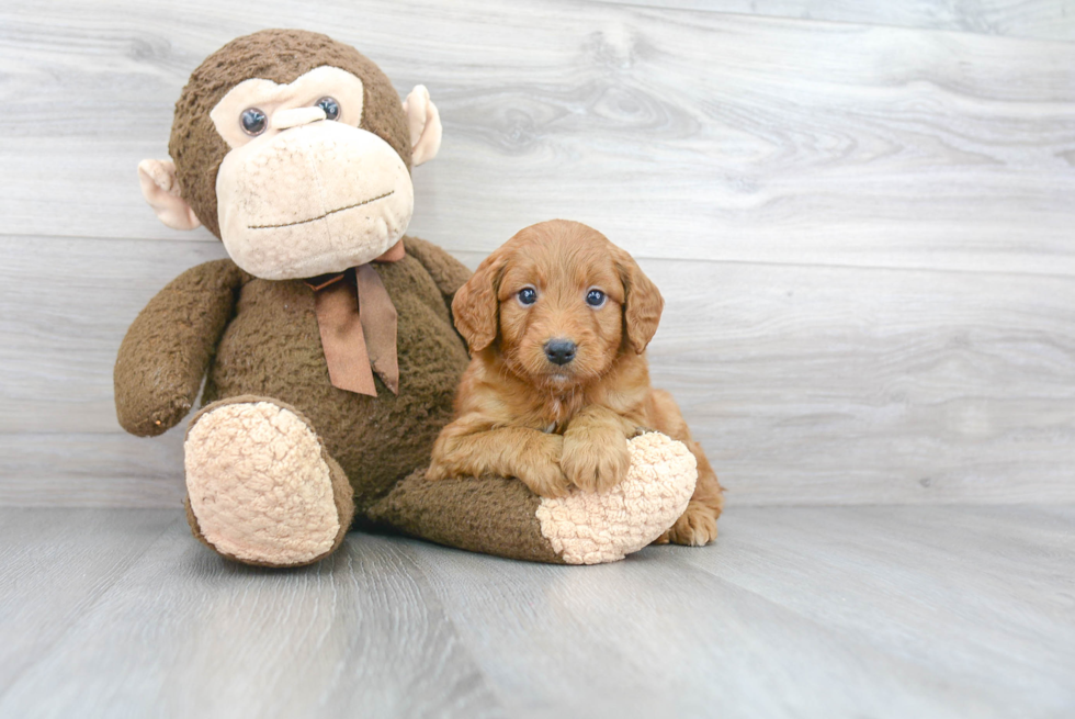 Energetic Golden Retriever Poodle Mix Puppy