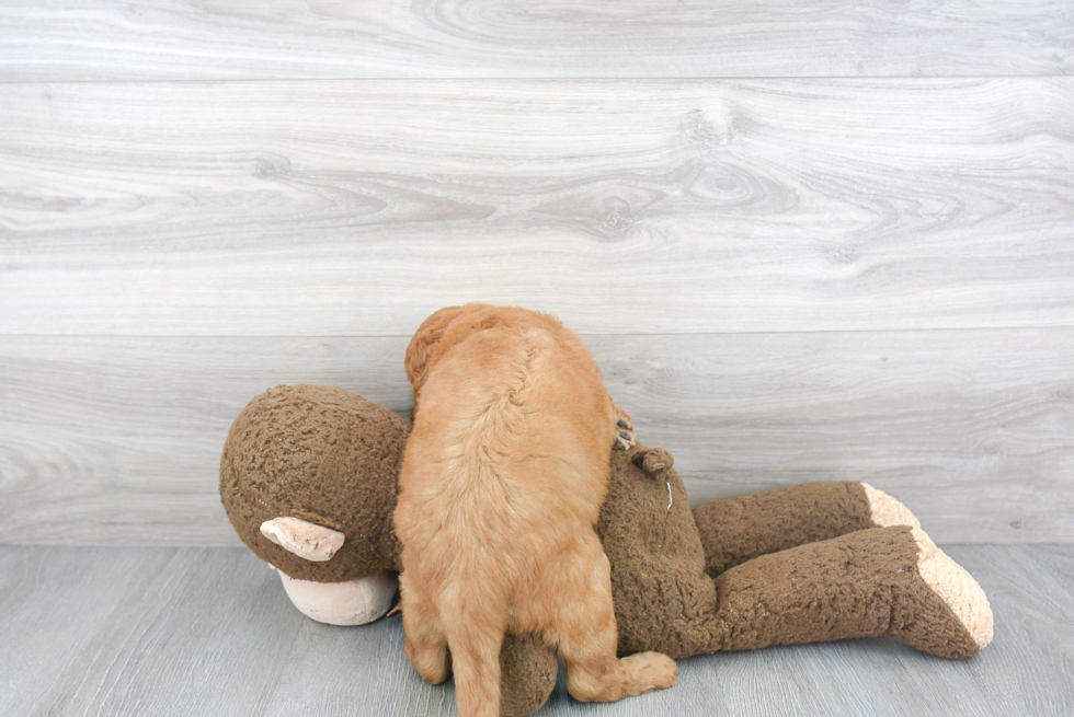 Adorable Golden Retriever Poodle Mix Puppy