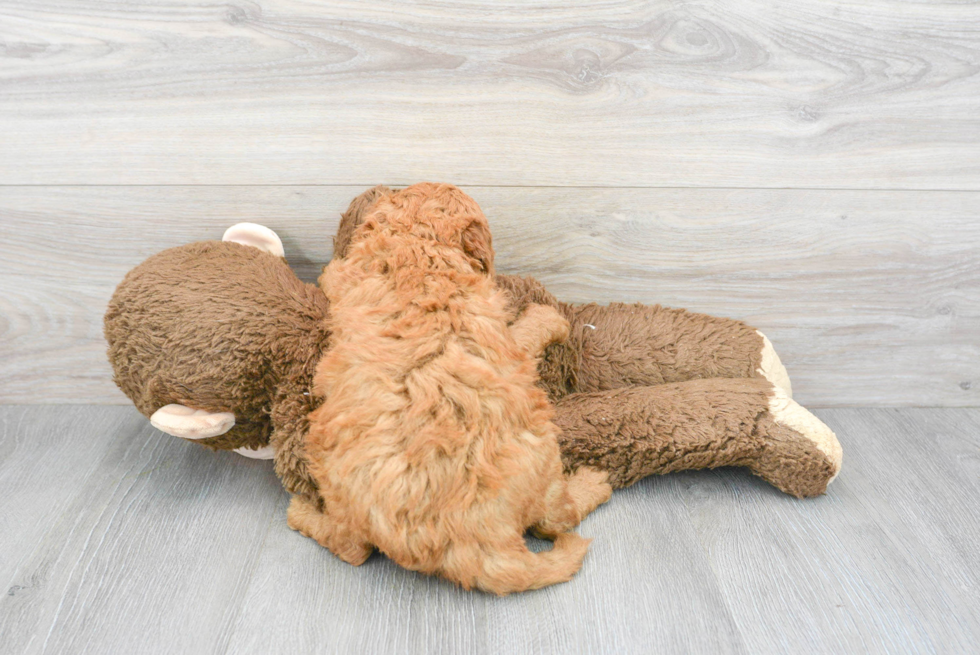 Fluffy Mini Goldendoodle Poodle Mix Pup