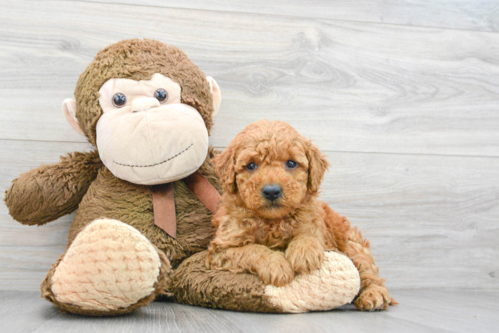Mini Goldendoodle Puppy for Adoption