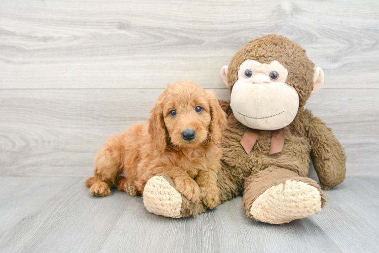 Happy Mini Goldendoodle Baby