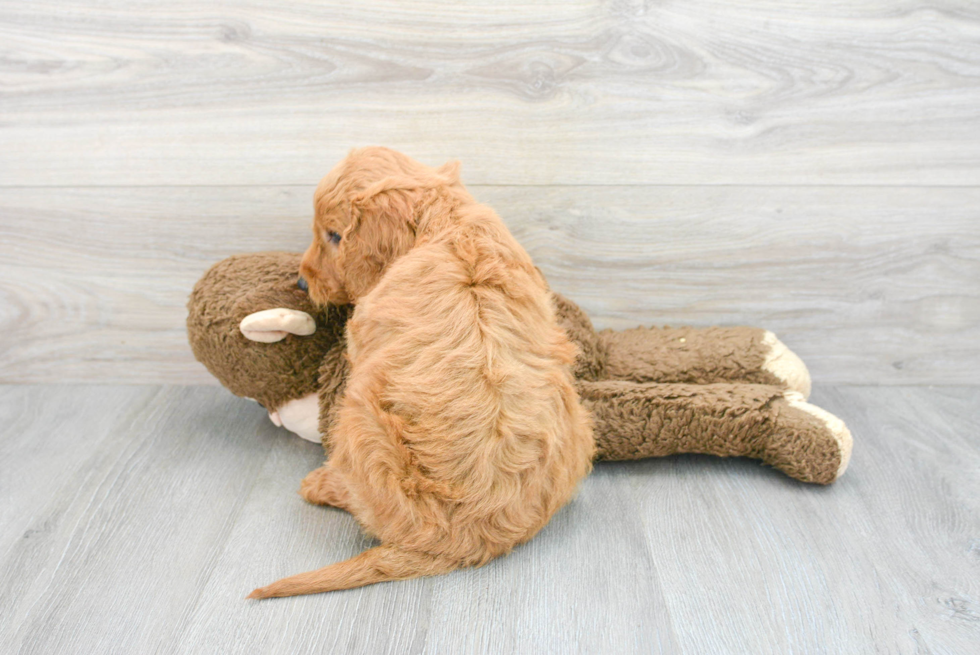 Best Mini Goldendoodle Baby