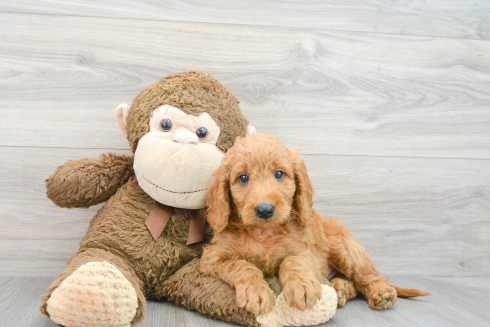 Best Mini Goldendoodle Baby