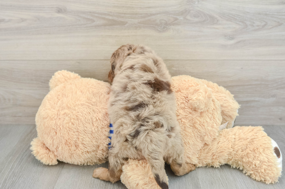 Best Mini Goldendoodle Baby