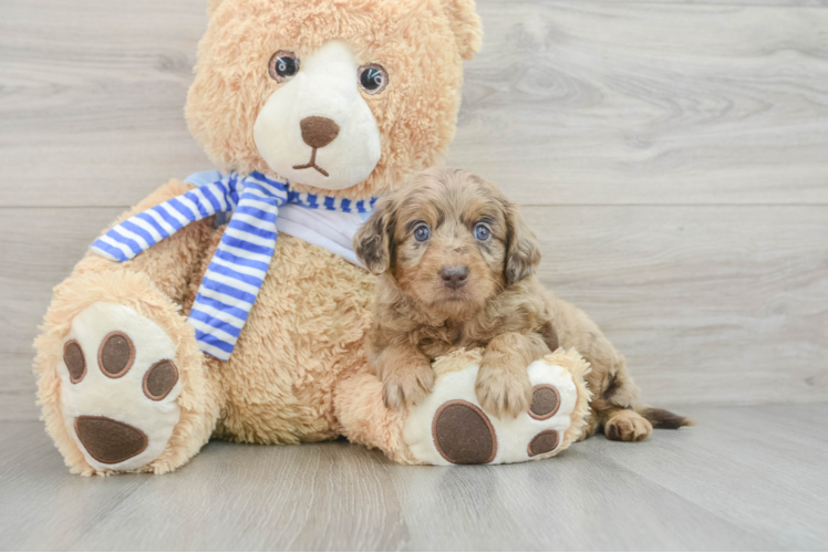 Mini Goldendoodle Puppy for Adoption